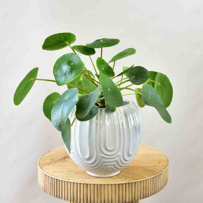 Pilea Peperomiodes Care And Growth