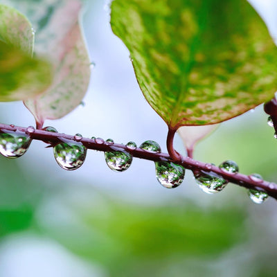 What is bottom watering?