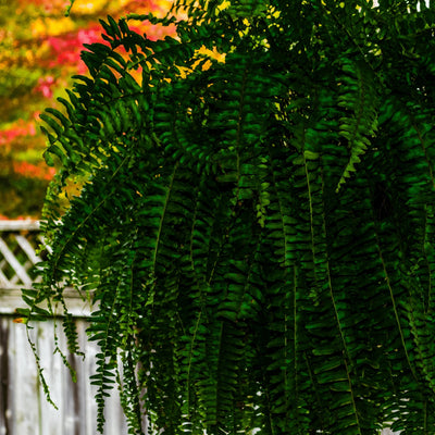 Boston Fern