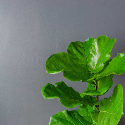 The Basics of Fiddle Leaf Care