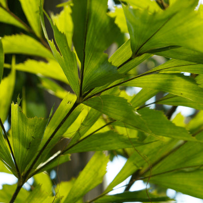 Fish Tail Palm