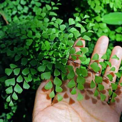 Maidenhair Fern Demystified