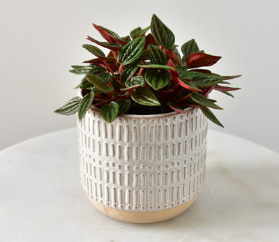 Peperomia