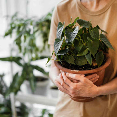 Gifts for the Plant Lover