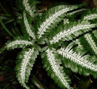 Brake Fern