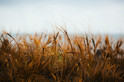 Coast Dreams