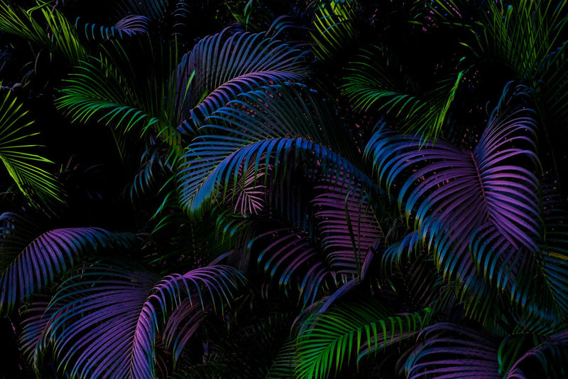 Fantasy Island