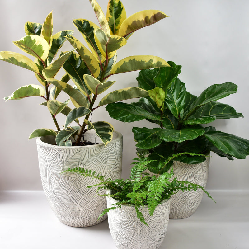 Egg shaped large pots with subtle pattern.  White in colour comes in 3 different sizes.  Pictured here with indoor plants from The Branche florist and plant seller in Ashburton Melbourne.