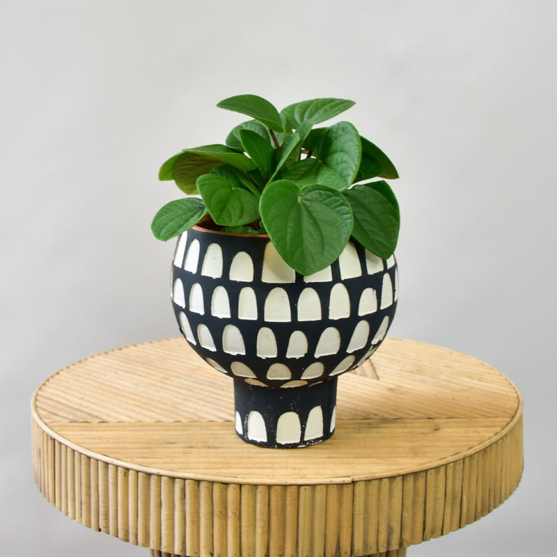 Peperomia in Lunette Pot