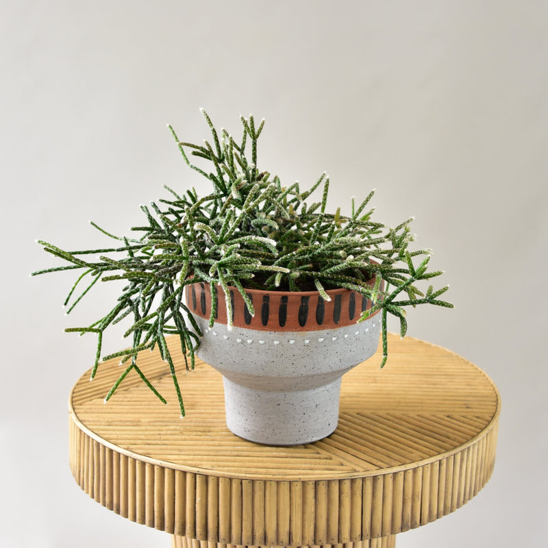 Rhipsalis in Braxon Pot