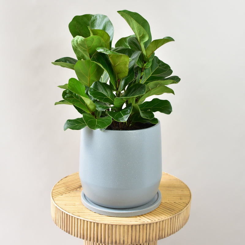 Fiddle Leaf Fig