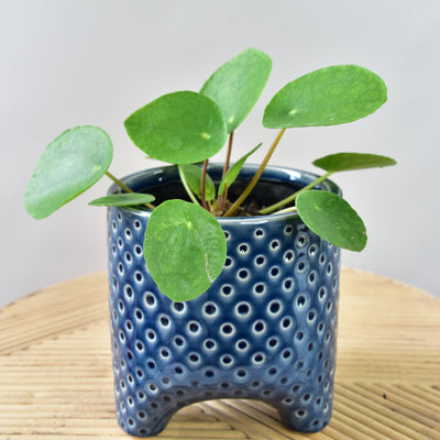 Chinese Money Plant in Claes Pot