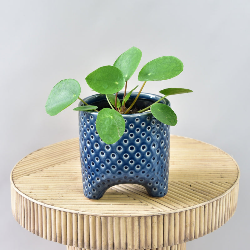 Chinese Money Plant in Claes Pot
