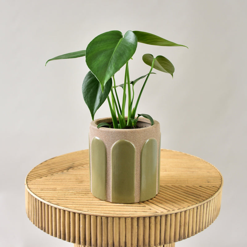 Monstera Deliciosa in Aqueduct Pot