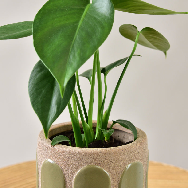Monstera Deliciosa in Aqueduct Pot