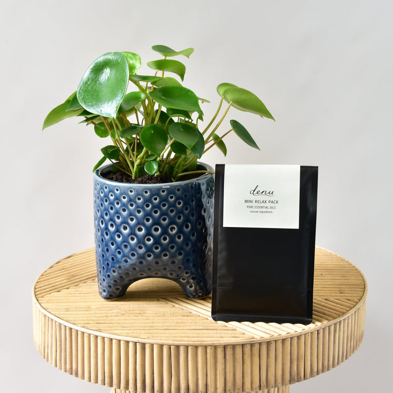 Mothers Day Gift Set - Potted Plant