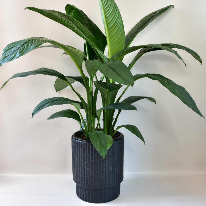 Oslo Pot