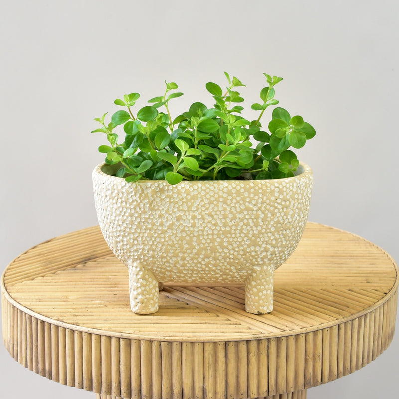 Peperomia in Jangle Footed Cement Pot