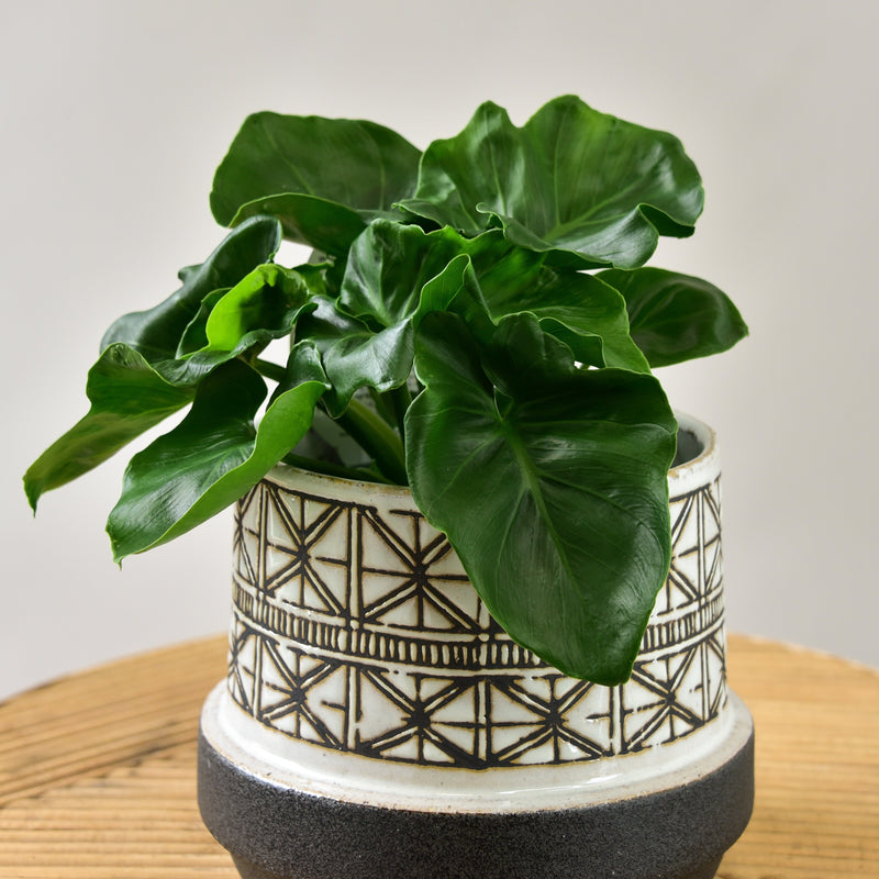 Philodendron in Geo Pot
