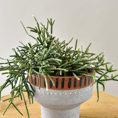 Rhipsalis in Braxon Pot