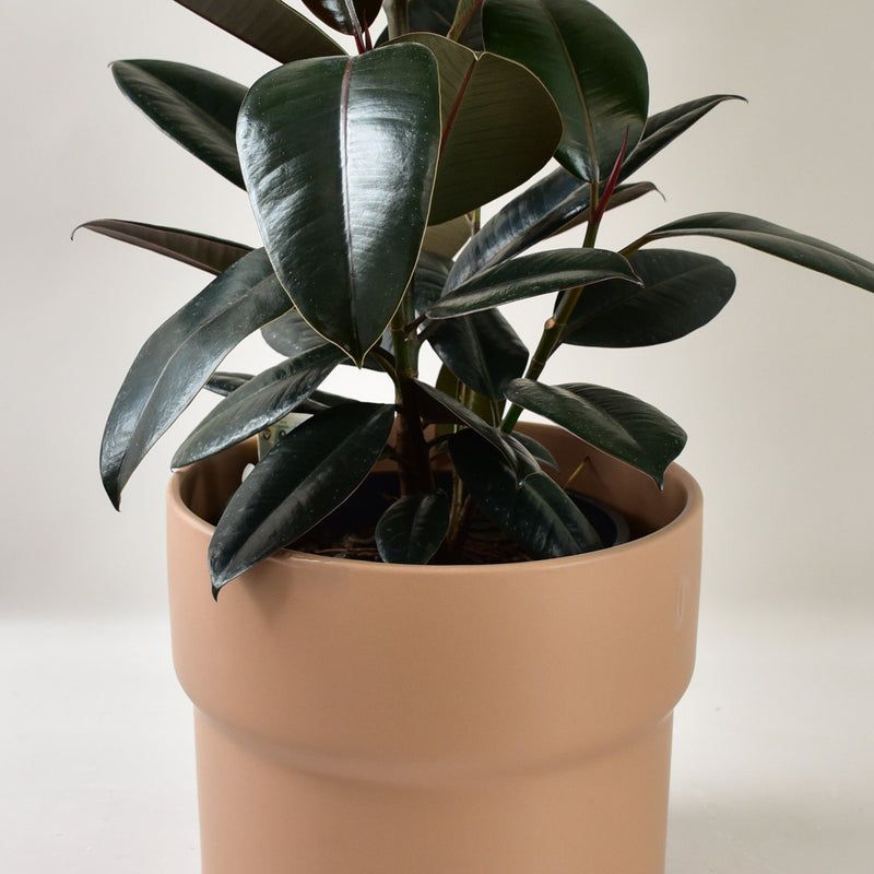 Rubber Plant in Elka Pot