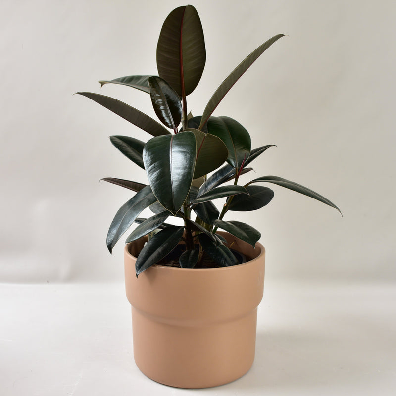 Rubber Plant in Elka Pot